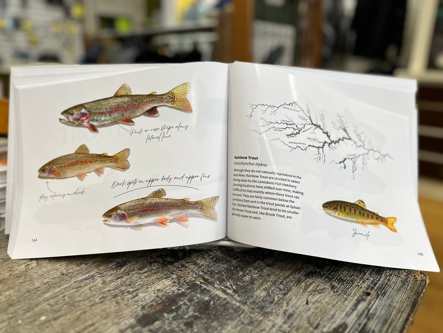 Fish of the Root River of Minnesota by M. McNeilus