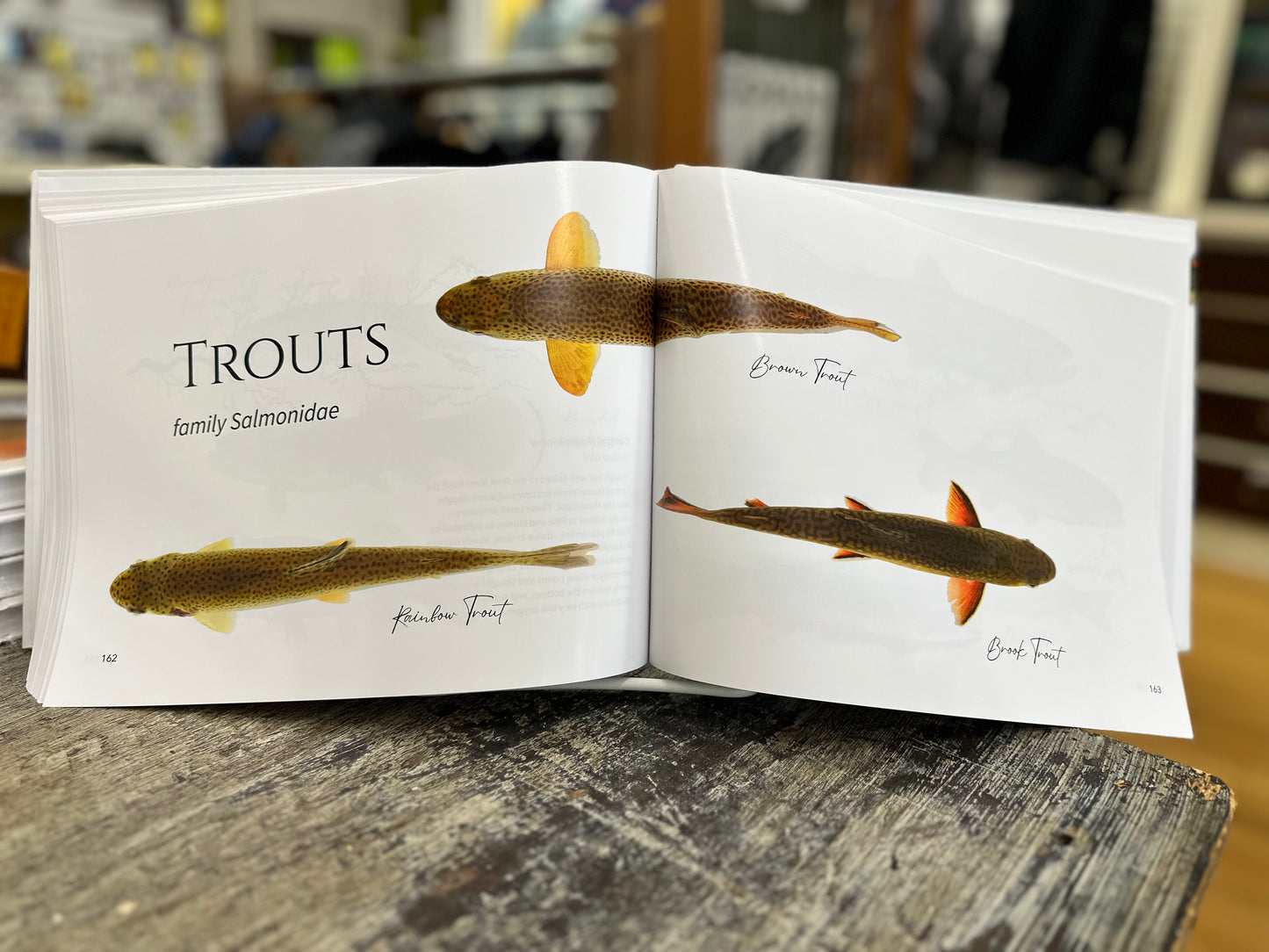 Fish of the Root River of Minnesota by M. McNeilus